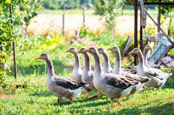 几个的家庭的goose的复数形式步行采用后院