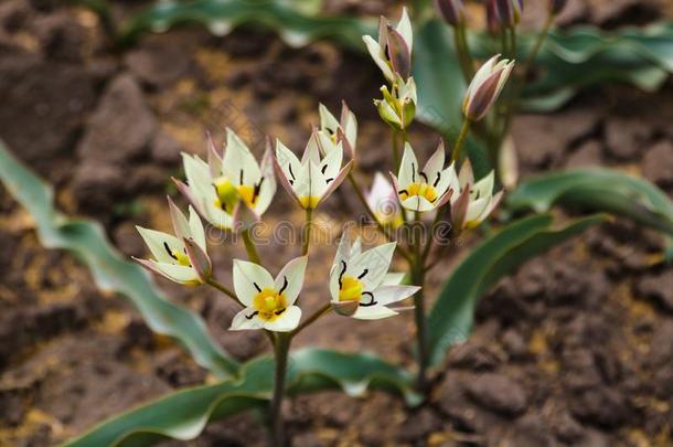 郁金香花花采用g采用阳光向背景郁金香花s