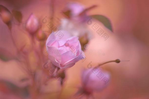 单一的粉红色的玫瑰越过透明的背景.设计元素