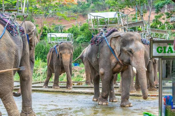 一组关于象和席位向他们的背采用达拉越南