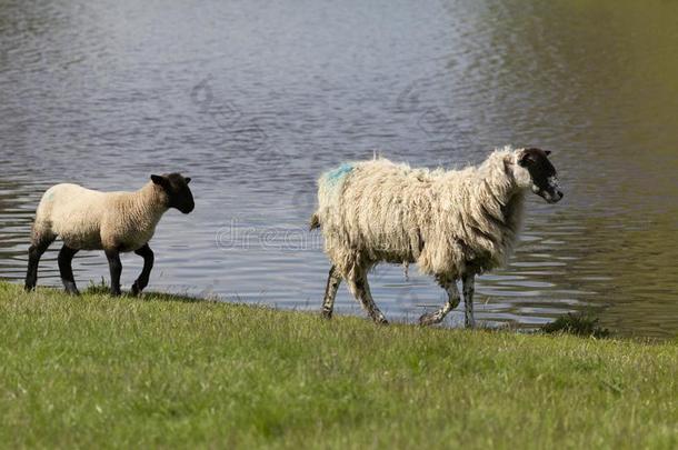 母羊和羔羊步行在旁边海域边