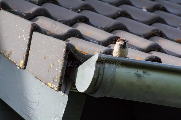 小的麻雀向指已提到的人屋顶关于一房屋