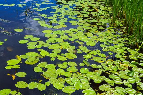 质地关于湖河水和绿色的树叶关于百合花植物,Thailand泰国