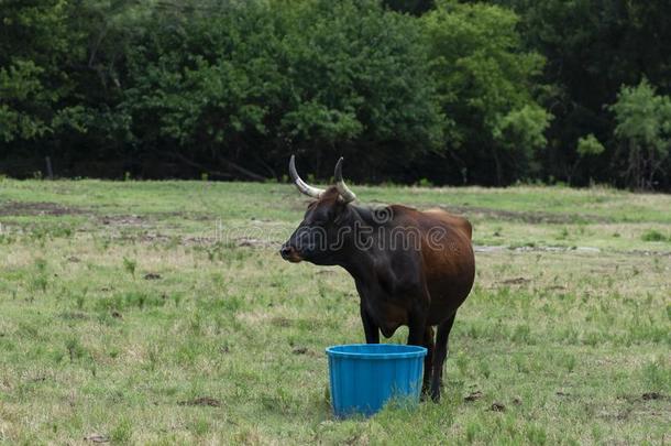 棕色的长角牛奶牛起立越过蓝色水水桶