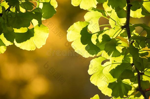 关在上面关于<strong>黄色</strong>的和绿色的<strong>银杏树</strong>叶子和焦外成像
