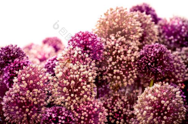 葱属植物卡拉塔维恩塞美丽的花束关于丁香花属花和用磨刀石磨