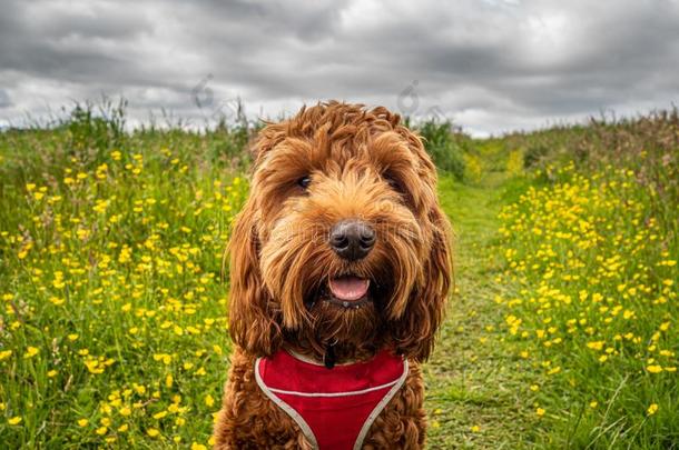 cockersp一niel-poodlemix-breeddog一种英国的小猎<strong>犬</strong>-混种<strong>狮子</strong>狗小狗采用一田