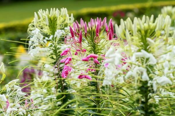 花,植物,向日葵,野花,<strong>麦迪</strong>逊自行车接力赛正方形花园