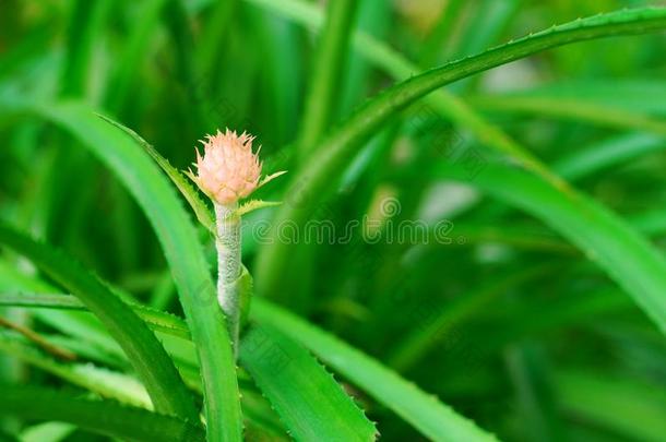 粉红色的凤梨科植物或菠萝和新鲜的绿色的叶子f或壁纸