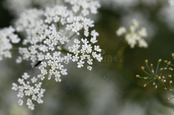 宏指令照片关于大的地榆-虎耳草属<strong>植物</strong>,茴芹主要的