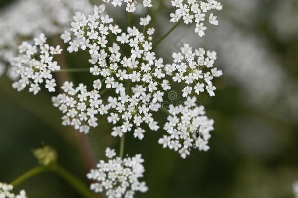 宏指令照片关于大的地榆-虎耳草属<strong>植物</strong>,茴芹主要的