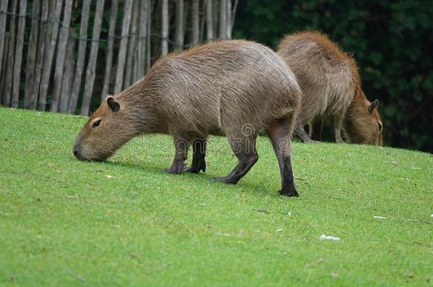 两个卡皮巴拉或水猪放牧向绿色的草