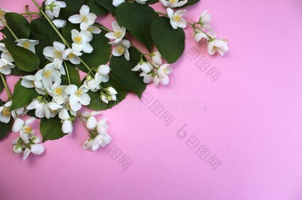 花束关于白色的小的花关于查努什尼克灌木