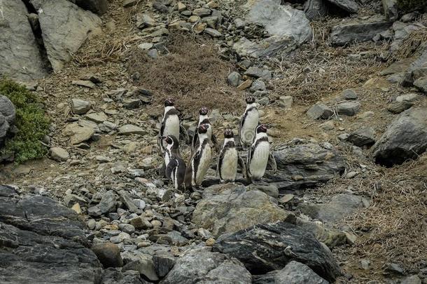 番椒野生的企鹅家庭巴塔哥尼亚