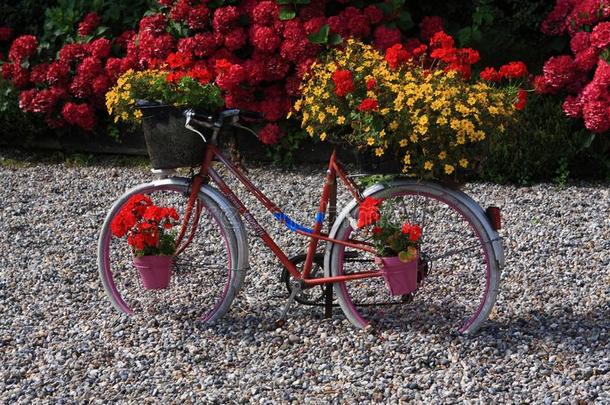 自行车关于花