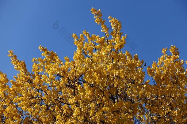 橙子黄色的秋叶子关于杏反对蓝色天