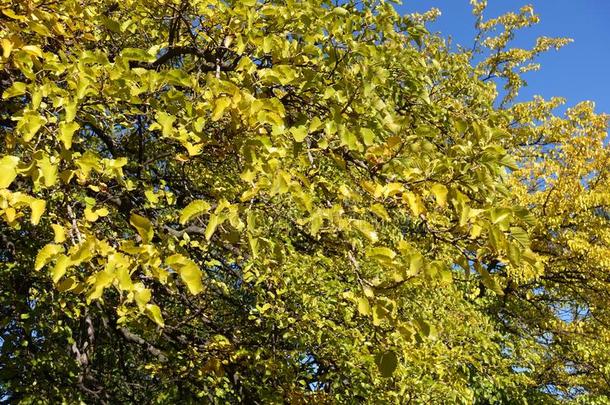 明亮的黄色的叶子关于桑树反对蓝色天