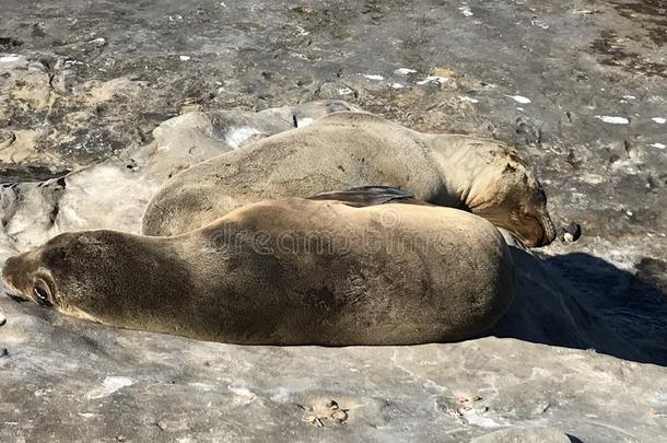 海狮子睡眠向一多岩石的岸