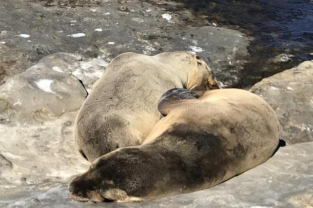 海狮子睡眠向一多岩石的岸