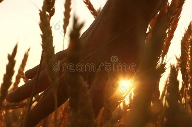 农场主手高光指已提到的人耳朵关于小麦在日落.指已提到的人农业