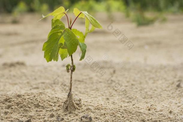 <strong>造林</strong>.年幼的树种植再生长向地基和沙的这样