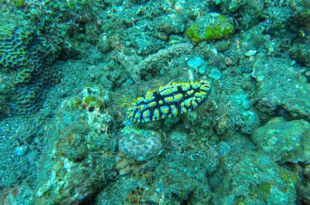 富有色彩的裸鳃亚目动物表面涂布不均向珊瑚礁.多里德裸鳃亚目动物,Philippines菲律宾