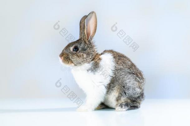漂亮的小的兔子兔子向白色的蓝色背景.小的白色的一