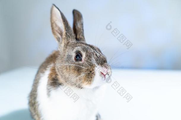 漂亮的小的兔子兔子向白色的蓝色背景.小的白色的一