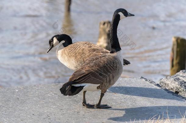成熟的加拿大人的goose的复数形式,反对指已提到的人背景幕布关于指已提到的人东河采用
