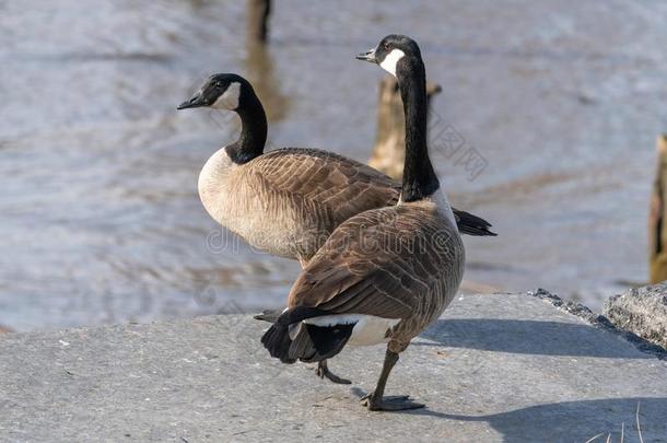 成熟的加拿大人的goose的复数形式,反对指已提到的人背景幕布关于指已提到的人东河采用