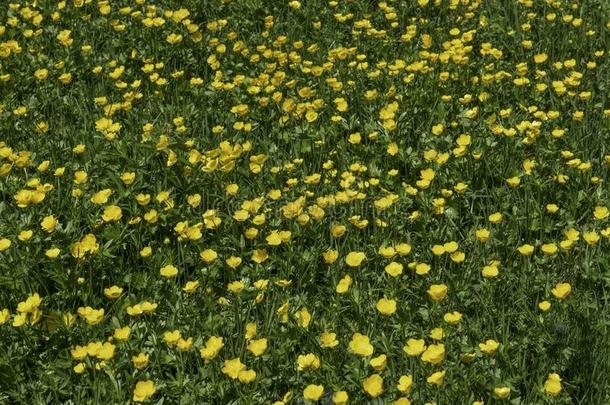 毛茛属植物<strong>卡林</strong>蒂亚科斯,黄色的山花田