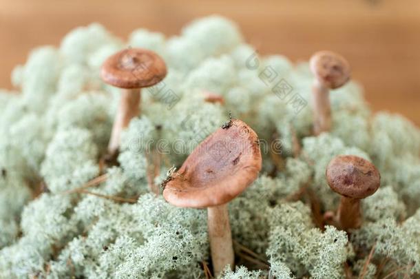 乳菇属鲁弗斯蘑菇采用re采用deer地衣苔藓