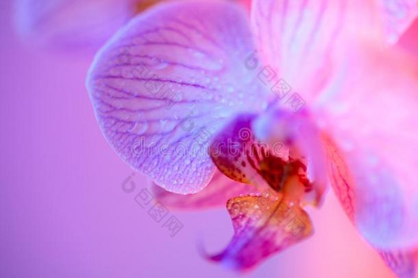 微妙的粉红色的兰花和水珠落下关-在上面向光蓝色后面