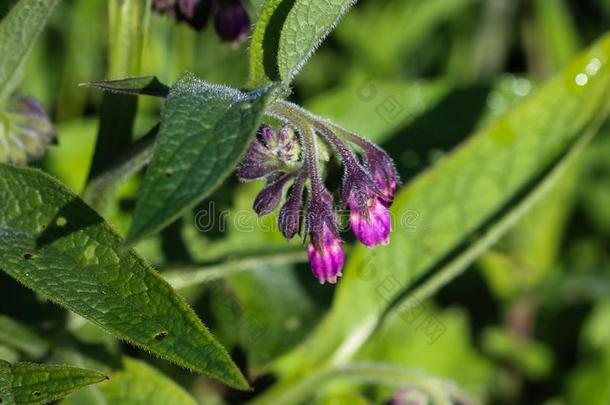 野生的普通的紫草科植物或真正的紫草科植物(黑草主礼)流动