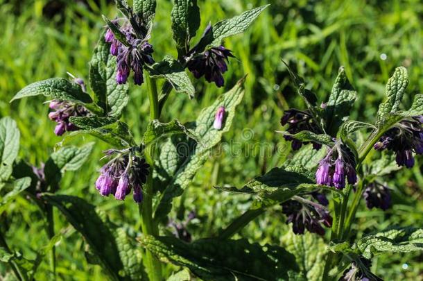野生的普通的紫草科植物或真正的紫草科植物(黑草主礼)流动