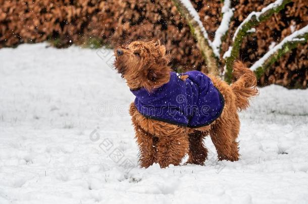 年幼的cockerspaniel-poodlemix-breeddog一种英国的小猎<strong>犬</strong>-混种<strong>狮子</strong>狗演奏采用指已提到的人雪