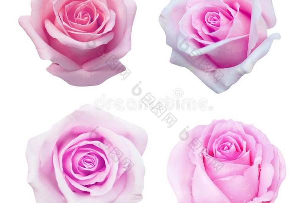收集关于粉红色的玫瑰隔离的向白色的背景,s关于t集中