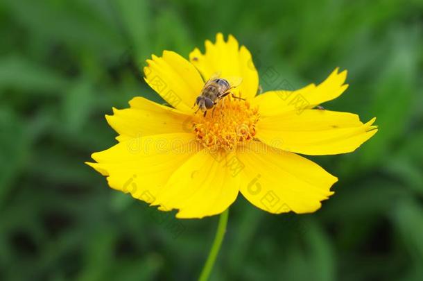 一大的蜜蜂向指已提到的人向日葵