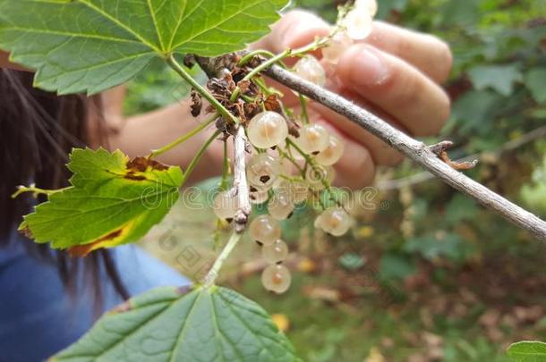 北欧人浆果采摘-女孩采摘白色的无核小葡萄干从一灌木
