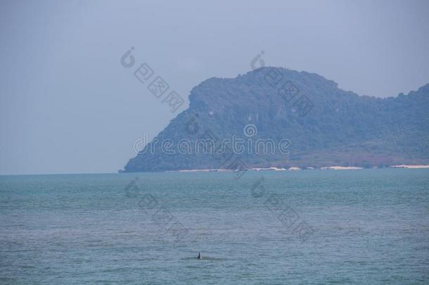 黑的海豚鱼鳍泰国