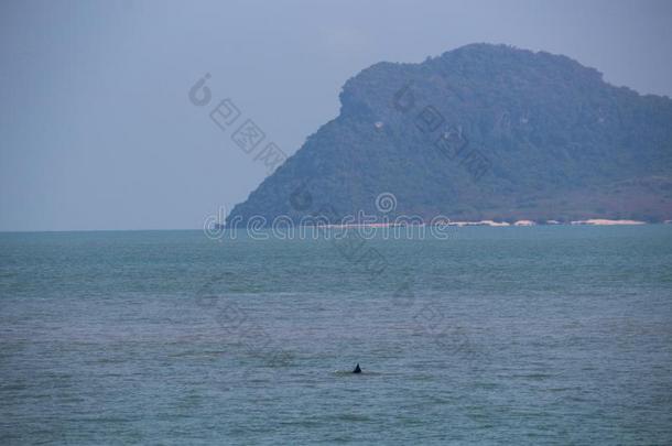 黑的海豚鱼鳍泰国