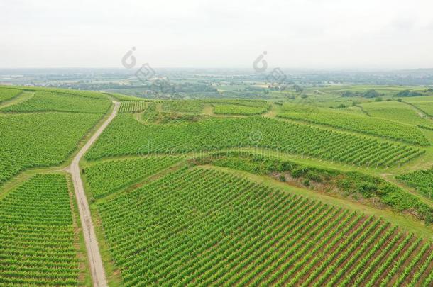 空气的看法葡萄园风景在朝廷德国