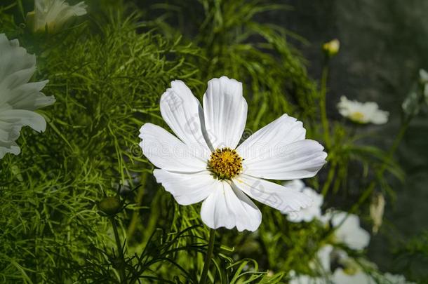 夏花白色的宇宙花-采用Lat采用宇宙Bip采用natus