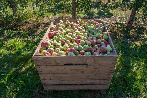 木制的箱子满的关于红色的-绿色的苹果