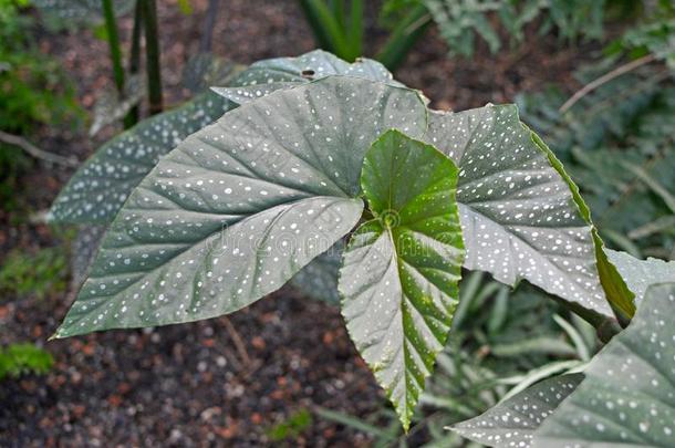 手杖<strong>秋海棠</strong>属的植物珊瑚dem一d需要卢塞纳植物和大的绿色的树叶一