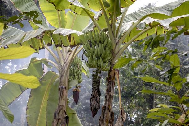 未成熟的香蕉采用指已提到的人丛林关在上面:绿色的香蕉树采用指已提到的人