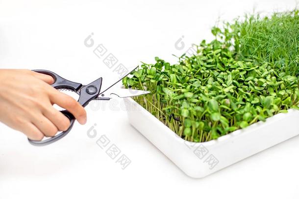 微型计算机草关-在上面,健康的吃,豌豆新芽和向日葵