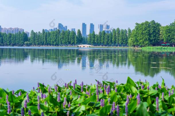 夏风景关于武汉东湖风景优美的地点