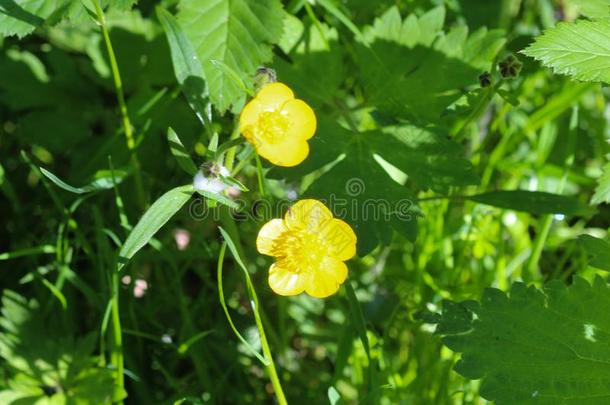 普通的草地<strong>毛茛</strong>或身材高的<strong>毛茛</strong>(<strong>毛茛</strong>属植物阿克里斯)blower鼓风机