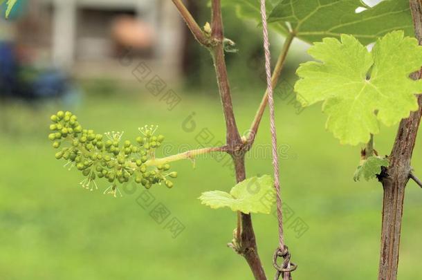 关-在上面关于开花葡萄藤,葡萄s花采用夏一天